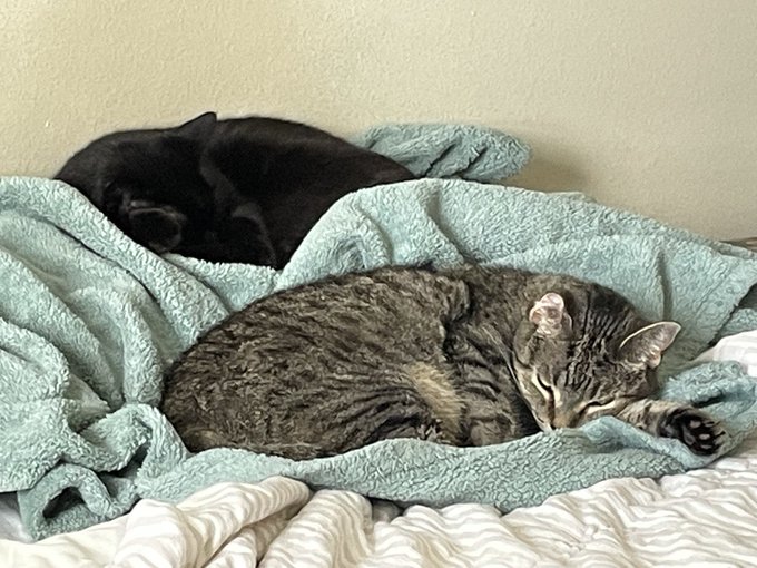 These babies 🥺💜 https://t.co/qJ3yswW2ae<a href="/tag/workbathroomnude"class="tags"><span>#workbathroomnude</span></a>