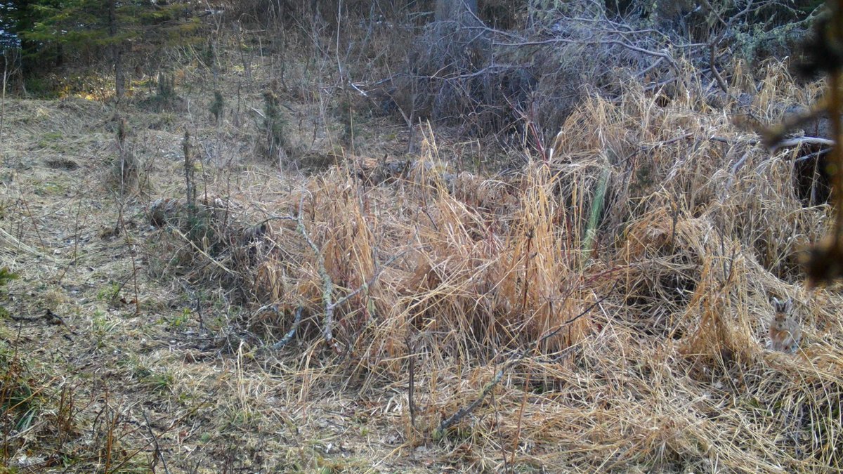 Snowshoe hares are one of only a few mammal species that change their fur seasonally to help camouflage themselves. Their brown fur helps them blend into a variety of vegetation as shown in this camera trap image.