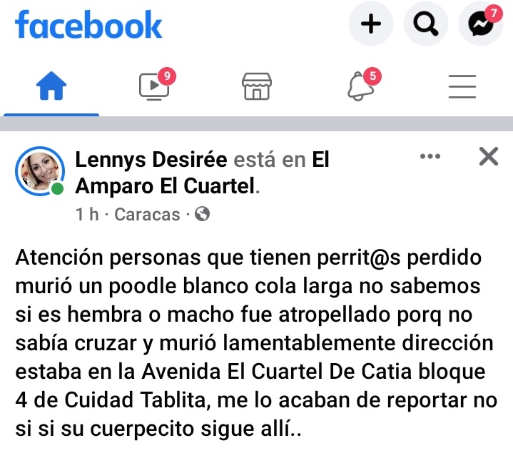 Venezuelienne09's tweet photo. 🔴⚫Atención  a los dueños a quienes se les perdió o buscan un canino(a) POODLE en #Catia #Caracas el fue atropellado y falleció 🌈 en Av. El Cuartel bloque 4 de Ciudad Tablita. Ver y leer texto en fotos👇🏽👇🏽 https://t.co/xAW0iT7XAq https://t.co/OrLGVtppBp