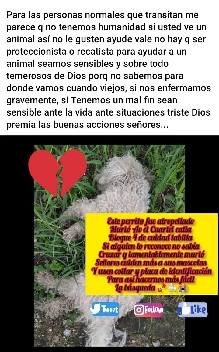 Venezuelienne09's tweet photo. 🔴⚫Atención  a los dueños a quienes se les perdió o buscan un canino(a) POODLE en #Catia #Caracas el fue atropellado y falleció 🌈 en Av. El Cuartel bloque 4 de Ciudad Tablita. Ver y leer texto en fotos👇🏽👇🏽 https://t.co/xAW0iT7XAq https://t.co/OrLGVtppBp