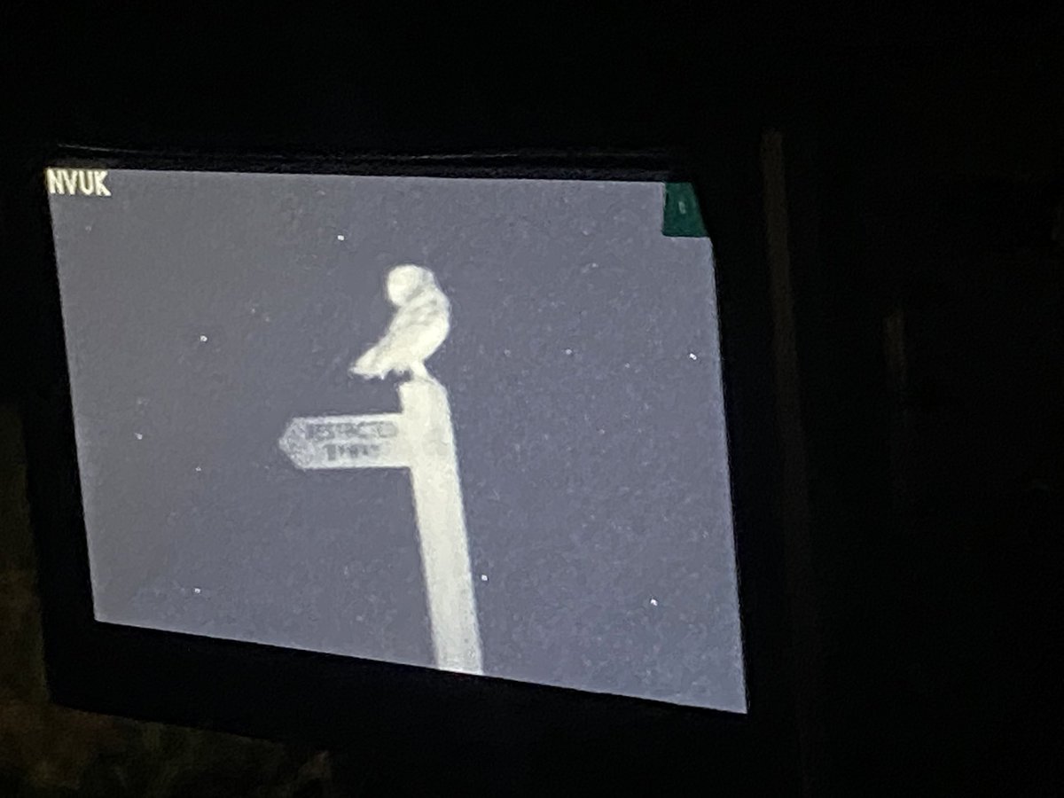 Out with the infrared camera this evening, pursuing rutting deer - as you do in Norfolk at night. Found this beauty on our travels! Gorgeous barn owl on the iPhone camera and again on the infrared.