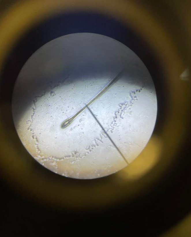 SeguinISD's tweet photo. Students in @SeguinHSTx High School Forensics classes sketched and labeled parts of their hair. #MatadorScience #WeAreSeguin https://t.co/u6QSnK1eSI