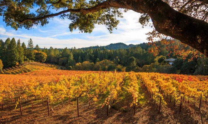 StateFund's tweet photo. It's Relaxation Wednesday and fall photos make us happy! Here's a familiar fall sight in many parts of the state. What does fall look like in your neck of the woods? #Autumn #FallInCalifornia #FallHarvest #Relax #StateFundCA https://t.co/HWaokng6Ij