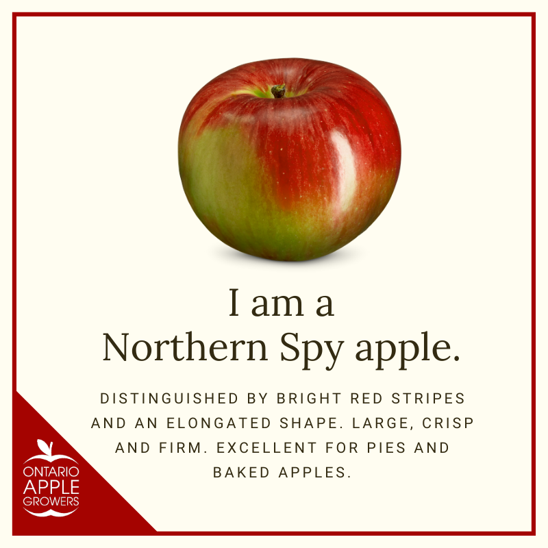 Spy for pie they say, but did you know several other varieties work just as well? 🥧

See link below for a complete list of apple uses! 🍎
onapples.com/apple-usage-gu…