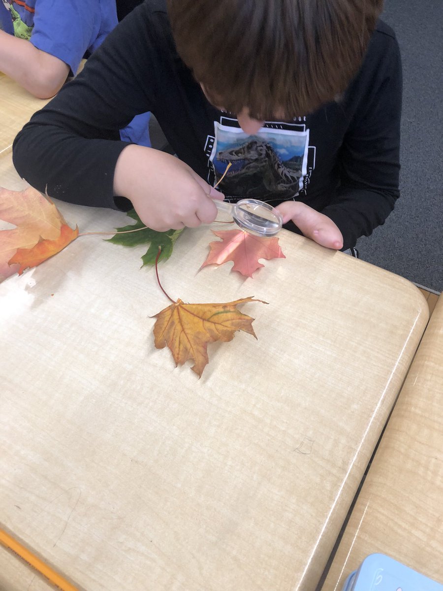 MrsStewart3's tweet photo. Why do leaves change colour? @HBeatonBulldogs https://t.co/EEltIaAPBK