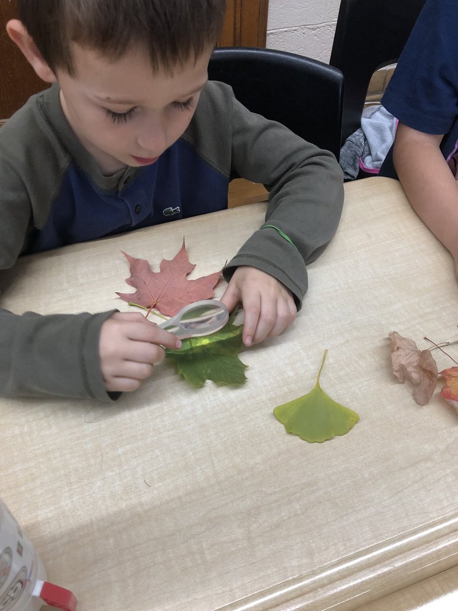 MrsStewart3's tweet photo. Why do leaves change colour? @HBeatonBulldogs https://t.co/EEltIaAPBK