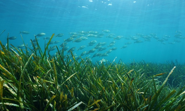 Read why we believe greater consideration of animals will enhance coastal restoration outcomes, OpenAccess in BioScience academic.oup.com/bioscience/art… w <a href="/ConnollyLab/">The Connolly Lab</a> <a href="/bluecology/">Chris Brown</a> @ChristinABuelow <a href="/saunders_meg/">Megan Saunders</a> <a href="/sillimanlab/">Brian Silliman</a> <a href="/turschwell/">Mischa P Turschwell</a> <a href="/StephRValdez/">Stephanie Valdez</a> <a href="/A0strowski/">Andria Ostrowski, PhD</a> <a href="/globalwetlands/">Global Wetlands Project</a> et al(2/5)