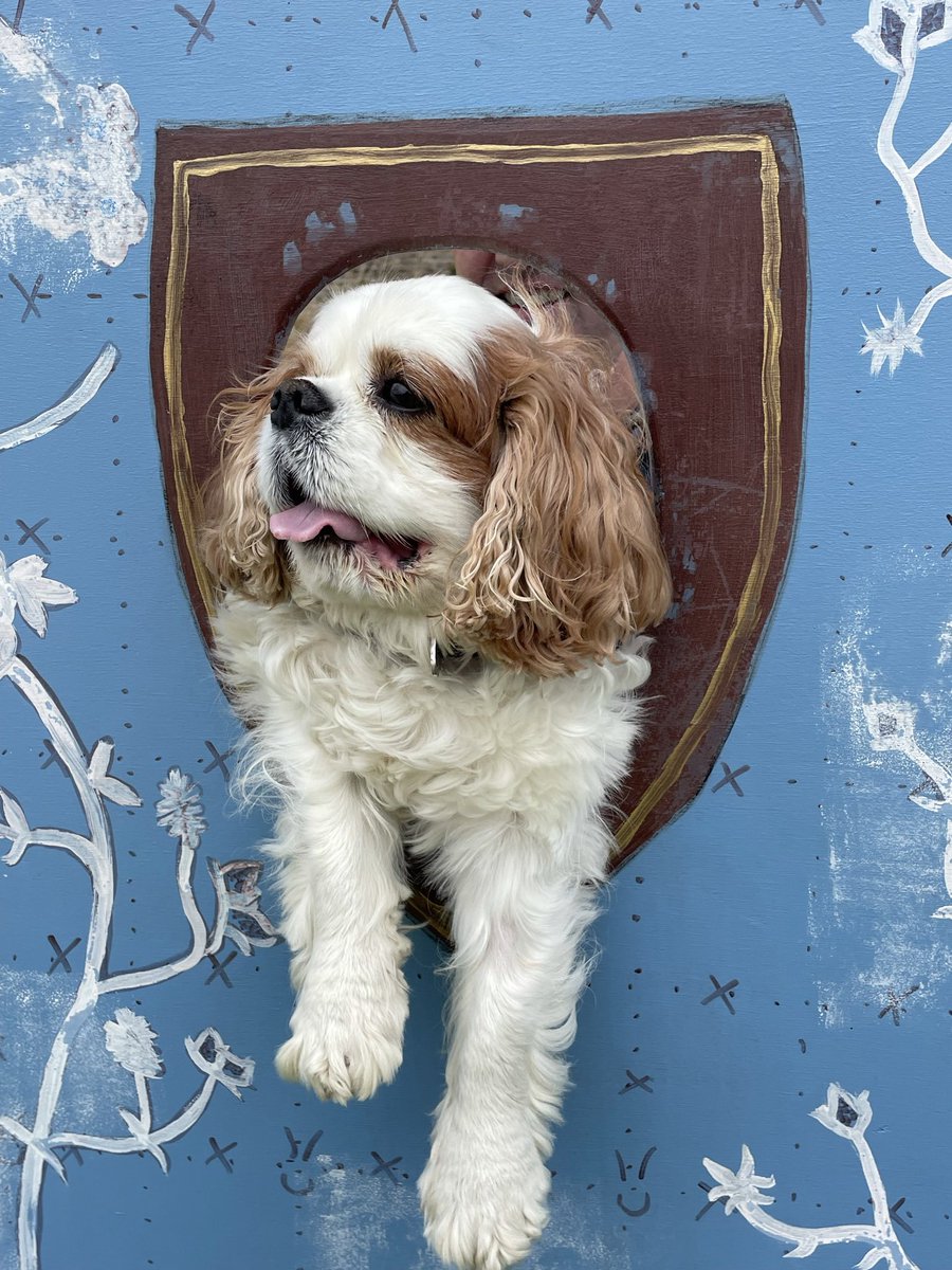 harveybones's tweet photo. @MsRoseCavalier @Price27P @NicPrice22 Get well soon Ernie! #bluething 
💙💙💙 https://t.co/CrqIxsN2hs