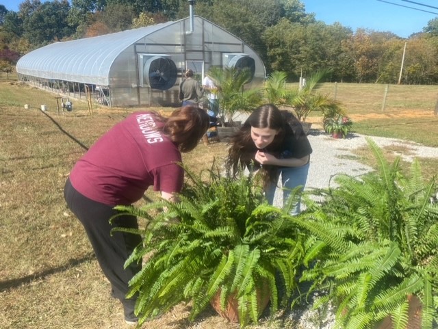 MetcalfeSchools's tweet photo. Fall is a busy time of year for our Food Science and Technology students.

🌽They are bagging deer corn for $7/bag.
🪴And preparing plants for winter storage in the greenhouse for $3/plant.

Call Lynn Hawkins at (270) 432-2481 for details.
#FarmToSchoolMonth
#MetcalfeHornetsEver https://t.co/Vam8e1BQ1q