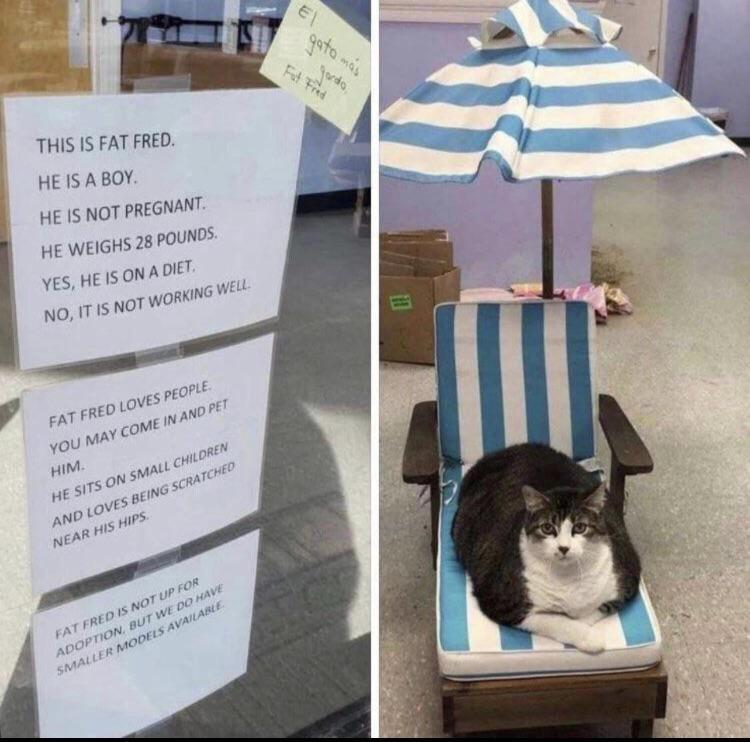 WholesomeMemes tweet media