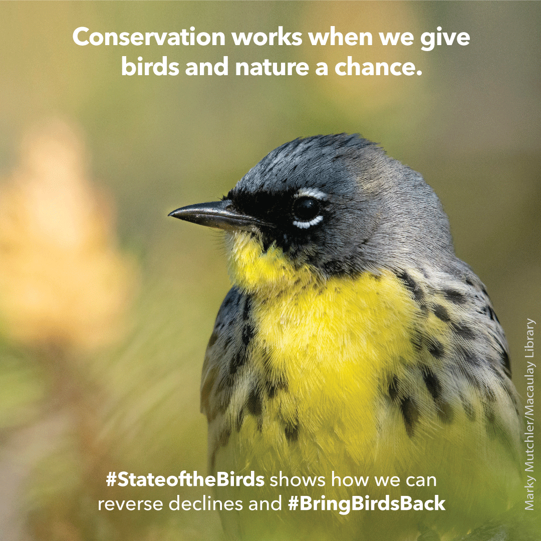 AppMountainsJV's tweet photo. The 2022 #StateOfTheBirds report is here! Birds across the U.S. show downward trends in every habitat except wetlands—where comebacks show the power of funding &amp; policies to restore nature, boost birds, &amp; help our communities. https://t.co/EzWg0eB9bC. https://t.co/OaepwHkPNa