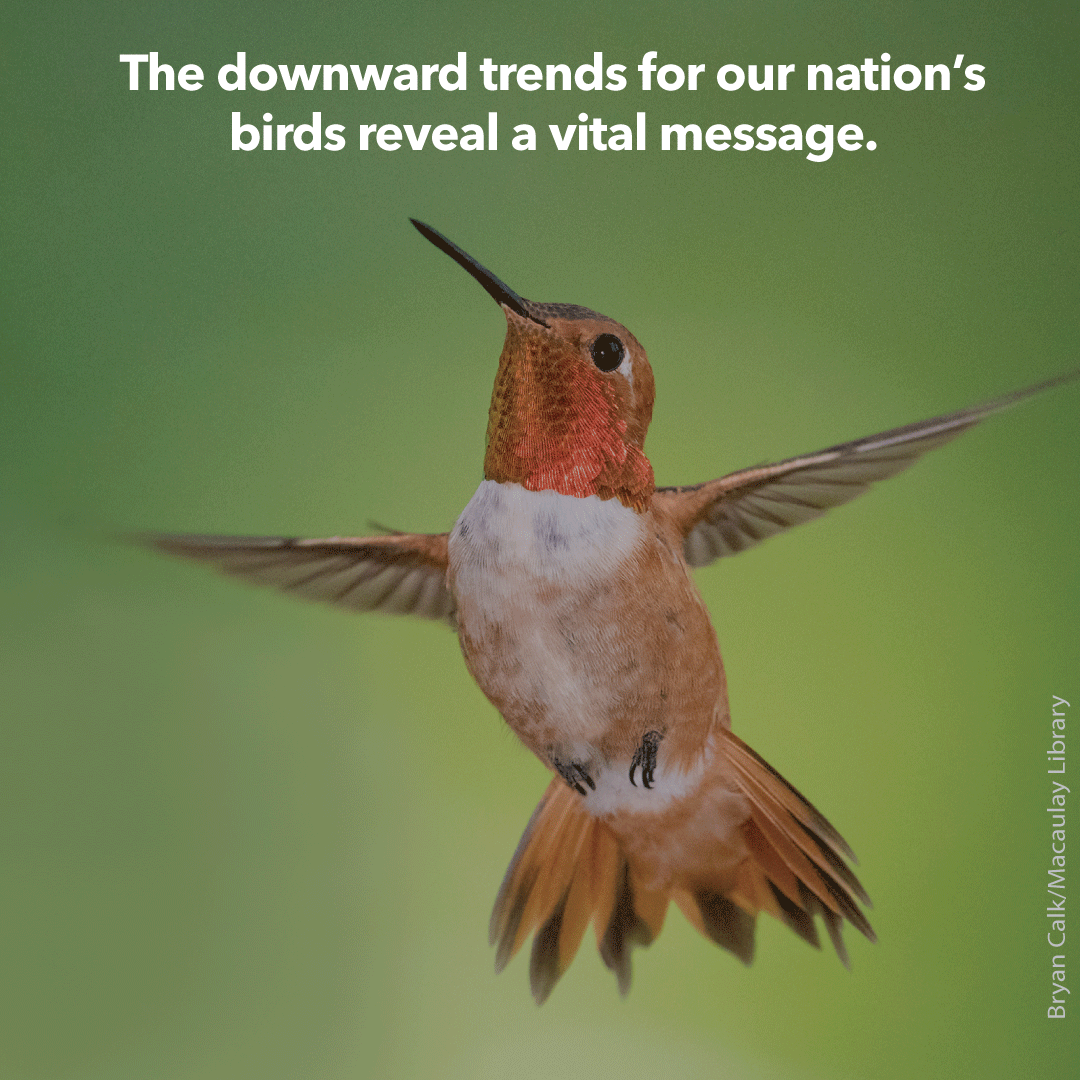 AppMountainsJV's tweet photo. The 2022 #StateOfTheBirds report is here! Birds across the U.S. show downward trends in every habitat except wetlands—where comebacks show the power of funding &amp; policies to restore nature, boost birds, &amp; help our communities. https://t.co/EzWg0eB9bC. https://t.co/OaepwHkPNa