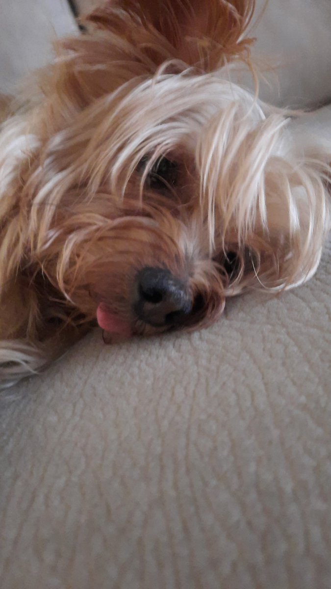 minsuga_bb1's tweet photo. #PetsWithJimin He would love jimin https://t.co/CcgsEcERl0