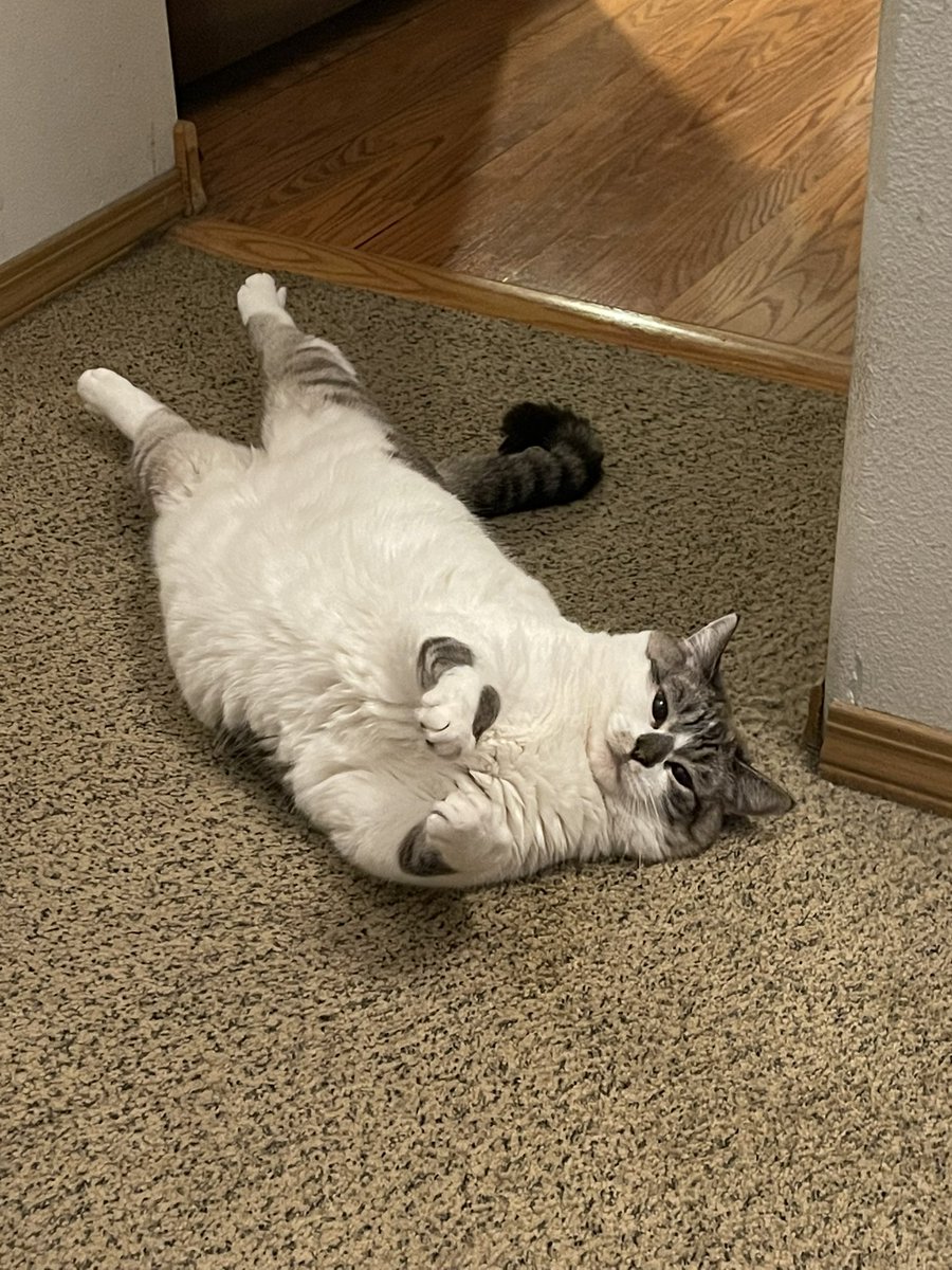 JoshHasDogs's tweet image. Wife wanted a candid in the @CatsOfMicrosoft calendar this year so this is what she had me submit for Tink. #catsofmicrosoft