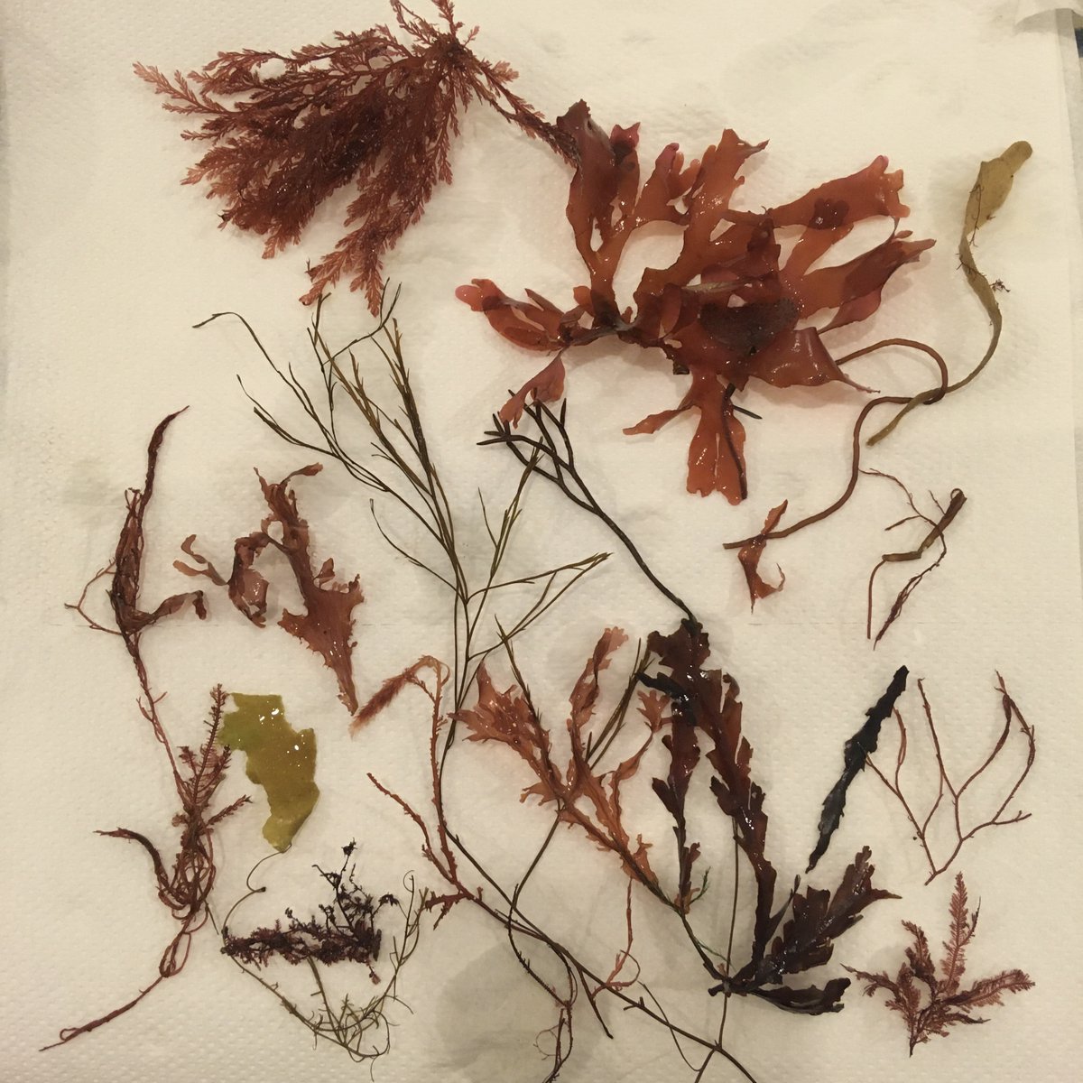 ....nobody told me it's #WorldAlgaeDay #seaweed