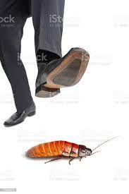 ref_tm's tweet photo. #TunesForInsects

Step On https://t.co/hN94dt4OCo
