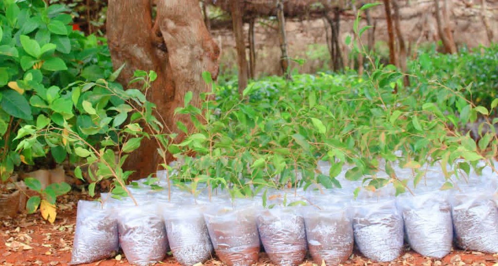 kalkalhuman's tweet photo. Today KAHRDO ORGANIZATION in Partnership with ND4NPC, have planted 20 trees in Rainbow Primary and Secondary School in Baidoa, Somalia. @ND4NPC @PACJA1 @UNEP @UNDPClimate @kenya_climate @ClimateWed @IGADPeace @CsosAfrican @UNBiodiversity  @ACMI_Africa @CANIntl @1MYACglobal https://t.co/jHEuflYVQA
