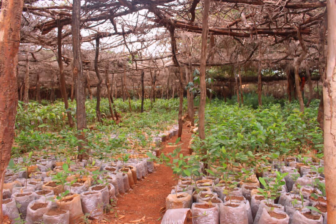 Today KAHRDO ORGANIZATION in Partnership with ND4NPC, have planted 20 trees in Rainbow Primary and Secondary School in Baidoa, Somalia. <a href="/ND4NPC/">New Deal for Nature and People Coalition (ND4NPC)</a> <a href="/PACJA1/">PACJA</a> <a href="/UNEP/">UN Environment Programme</a> <a href="/UNDPClimate/">UNDP Climate</a> @kenya_climate <a href="/ClimateWed/">ICCDI AFRICA</a> <a href="/IGADPeace/">IGAD Peace and Security Division</a> <a href="/CsosAfrican/">African CSOs Biodiversity Alliance</a> <a href="/UNBiodiversity/">UN Biodiversity</a>  <a href="/ACMI_Africa/">Africa Climate Mobility Initiative</a> <a href="/CANIntl/">Climate Action Network International (CAN)</a> <a href="/1MYACglobal/">1 Million Youth Actions Challenge</a>