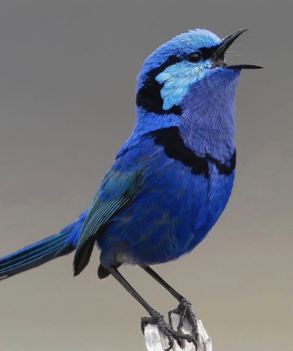 Embracethnature's tweet photo. Blue Angel😍 #NaturePhotography
#naturelovers
#NatureBeauty #BBCWildlifePOTD
#ThePhotoHour
#birdphotography #birdwatching #birds
#photography
#TwitterNatureCommunity #IndiAves
#BirdsSeenln2022 https://t.co/fl1tQzYCdV
