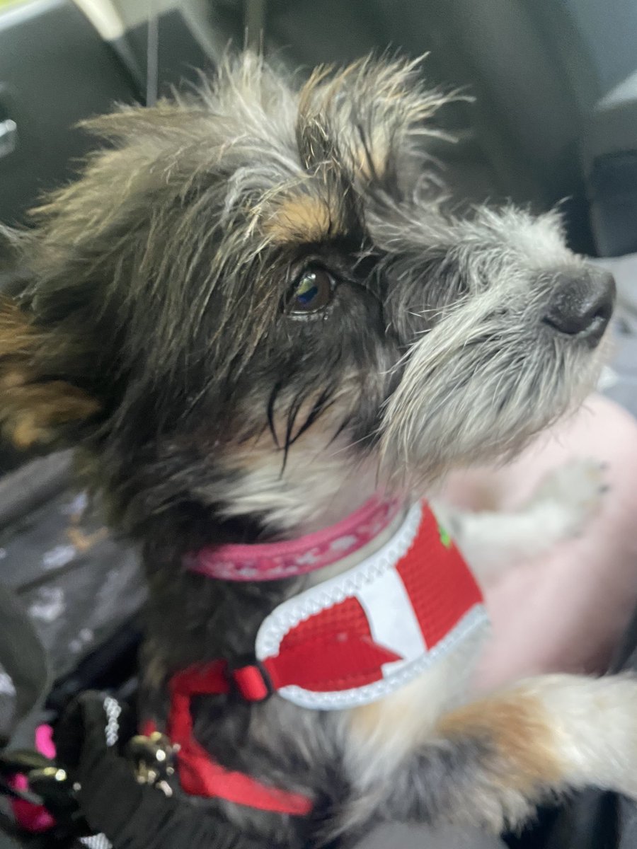 ciuffi_claudia's tweet photo. Let Raven come home. Wherever you are, whoever you are. Just take her to a vet and walk away. Let her come back to her family #FindRaven https://t.co/yU3WHYKmTe