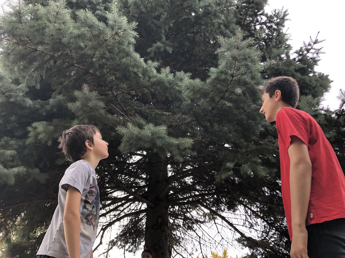 MrKSDyck's tweet photo. Grade 6s @PortWellerPS #Classifying #Trees using a #TreeDiagram this week. #Science #Outside #Biology #Classification #WhitePine #Spruce #Maple #Cedar #Juniper #Poplar #Locust #Tulip https://t.co/QXYubEGarv