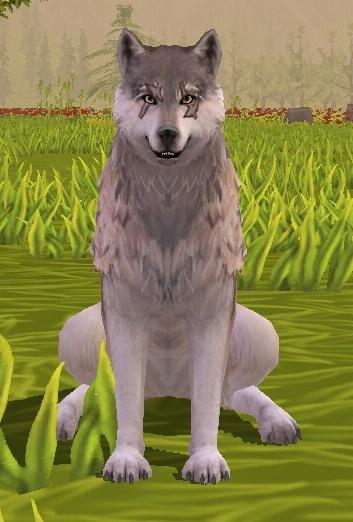 Chase The Wolf tweet media