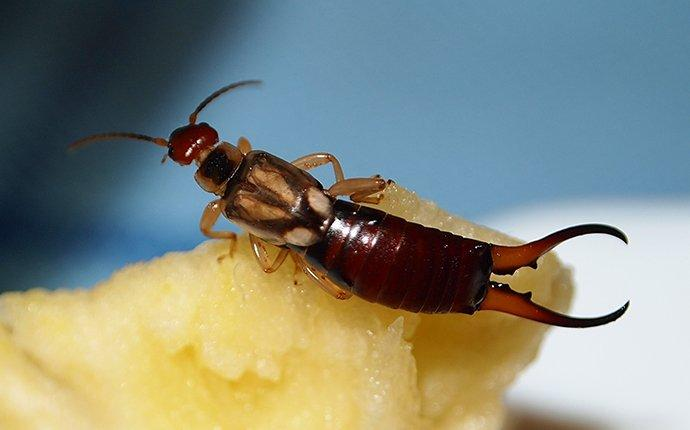 missus_gumby's tweet photo. ♪ Earwig Oh Earwig Oh Earwig Oh ♪ #TunesForInsects https://t.co/IaAJlQmdq4