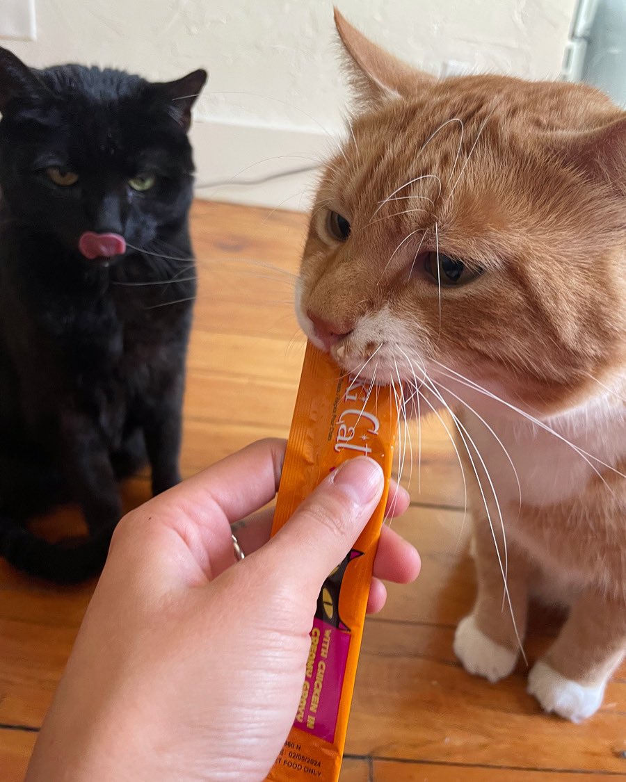 oop u in dänger, Alvín 👀

#tikicat #treats #trickortreat #whiskerswednesday #CatsOfTwitter #catstagram #instagramcat #kittycat #blackcats #gingercats #fall #halloween #alverino #themeemster