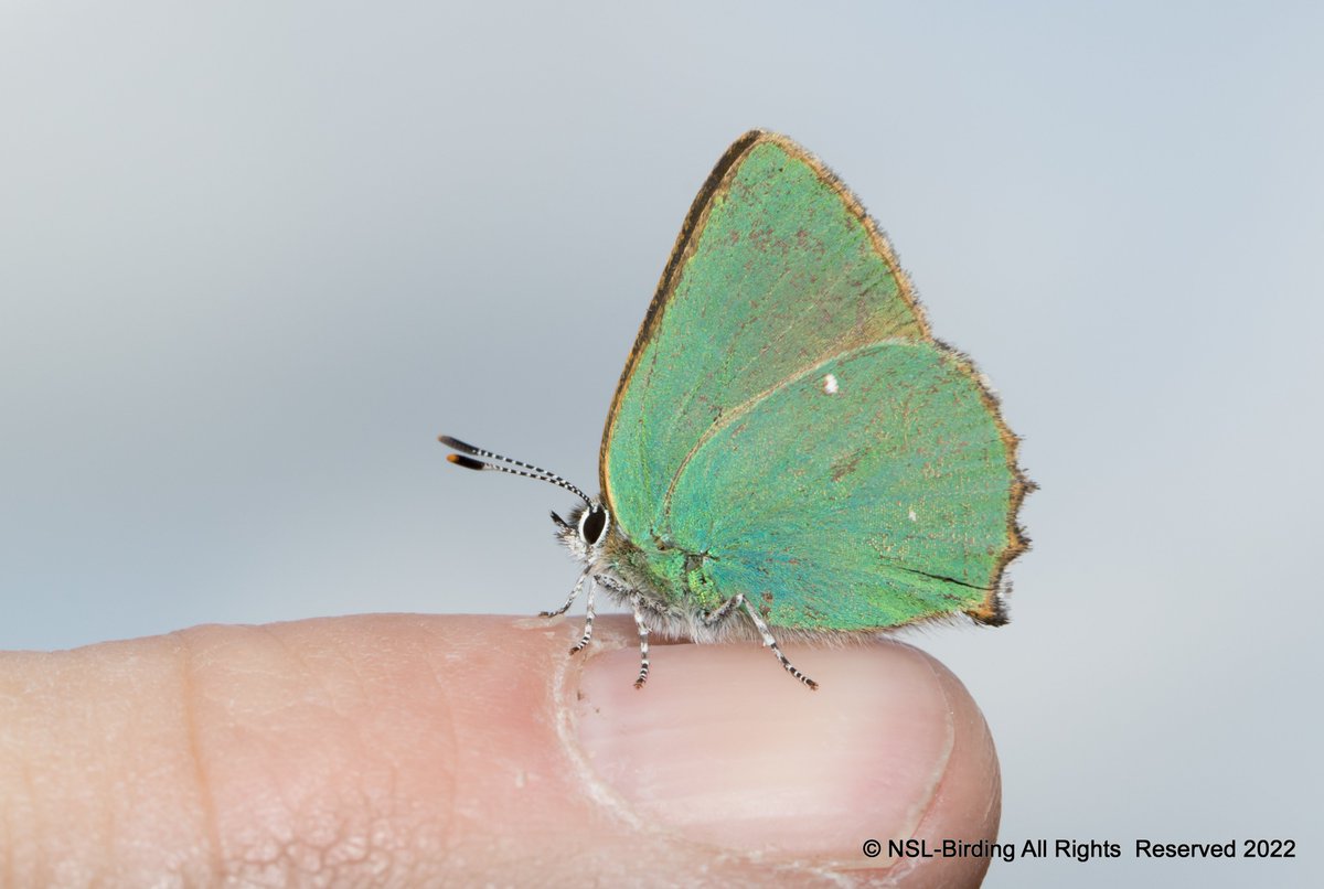In case anyone missed my Butterfly blog
From Red Admiral to Long-tailed blue: 56 species, with plenty of spelling misakes😏
newton-st-loe-birding.blogspot.com/2022/10/my-202…
@ukbutterflies <a href="/iNatureUK/">iNatureUK</a> <a href="/savebutterflies/">Butterfly Conservation 🦋</a>