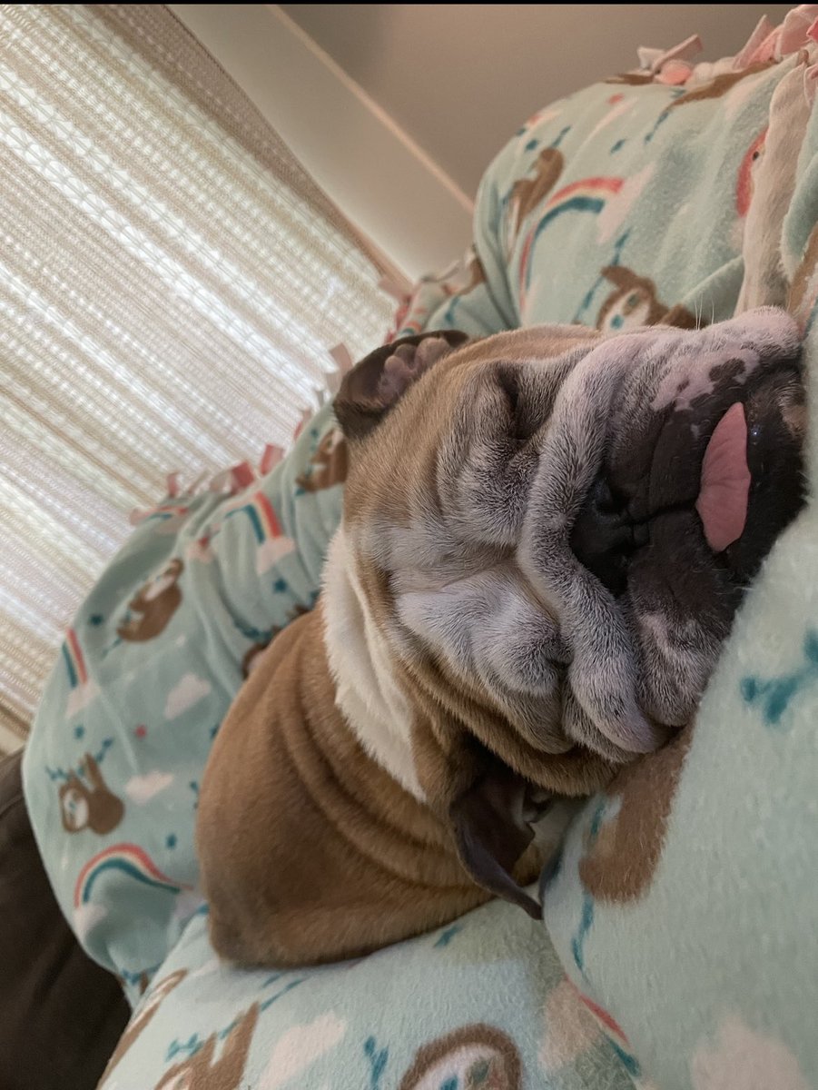 MrBrimetime's tweet photo. @MagooCrew I just learned about sweet Lottie going over the rainbow bridge.  So sorry to hear but she did inspire others.  We recently foster failed and adopted Birdie Rose who has a similar story as Lottie.  She will be loved for all her remaining days! https://t.co/Pp1sNx9WRN
