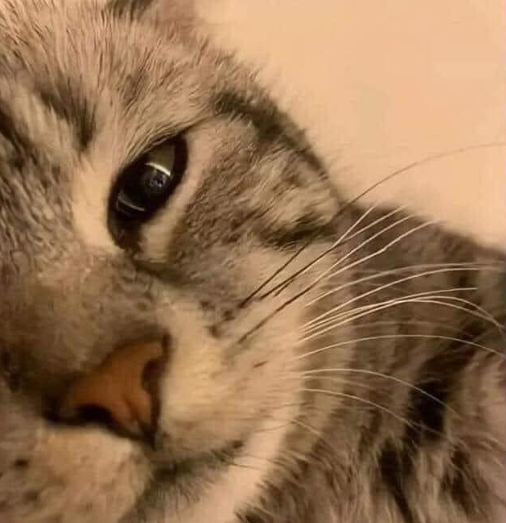 Dos cosas preciosas viéndose fijamente