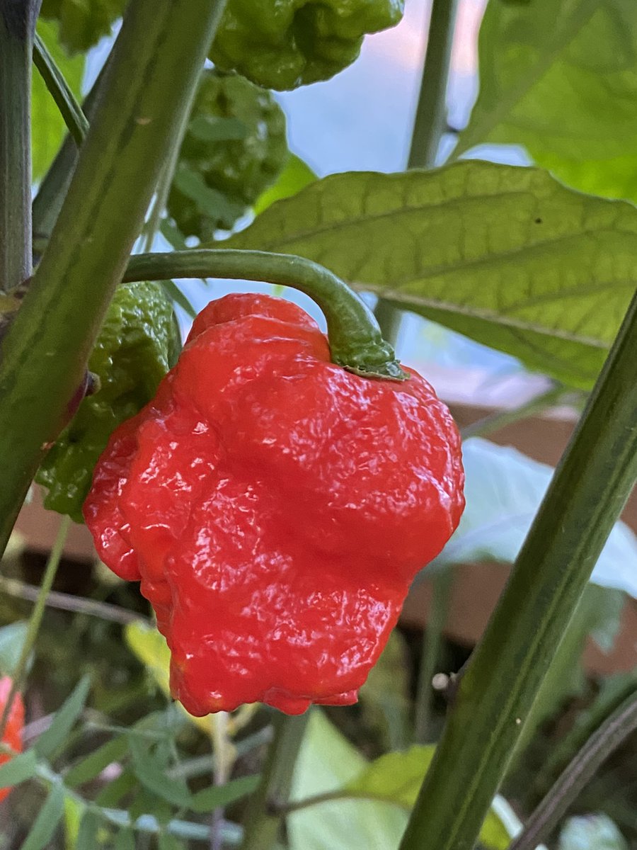 LordMacEachern's tweet photo. #CarolinaReapers growing on #PEI.  My wife definitely has a green thumb. https://t.co/pI5L4iTjT0