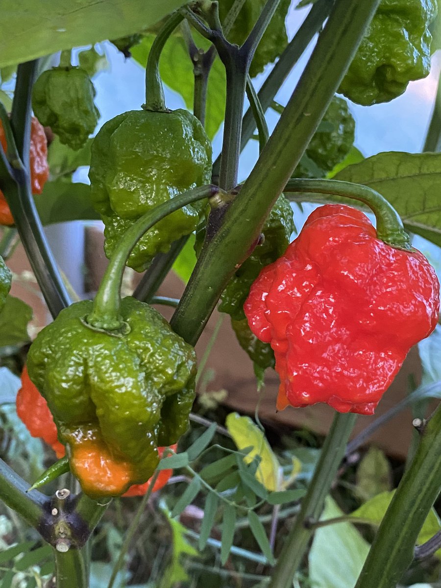 LordMacEachern's tweet photo. #CarolinaReapers growing on #PEI.  My wife definitely has a green thumb. https://t.co/pI5L4iTjT0