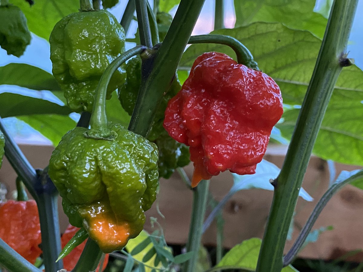 LordMacEachern's tweet photo. #CarolinaReapers growing on #PEI.  My wife definitely has a green thumb. https://t.co/pI5L4iTjT0