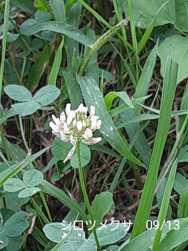 ItezaG's tweet photo. [白詰草/WhiteClover]1310
 #山野草 #シロツメクサ
 #散歩道に咲く花
 #wildflowers
別名　クローバー
マメ科シヤジクソウ属多年草
原産地　ヨーロッパ現在日本に帰化
由来　オランダからガラス器輸入の際乾燥したクローバーを緩衝材として用いので詰め草が生まれた https://t.co/Riv7Wgmwdv