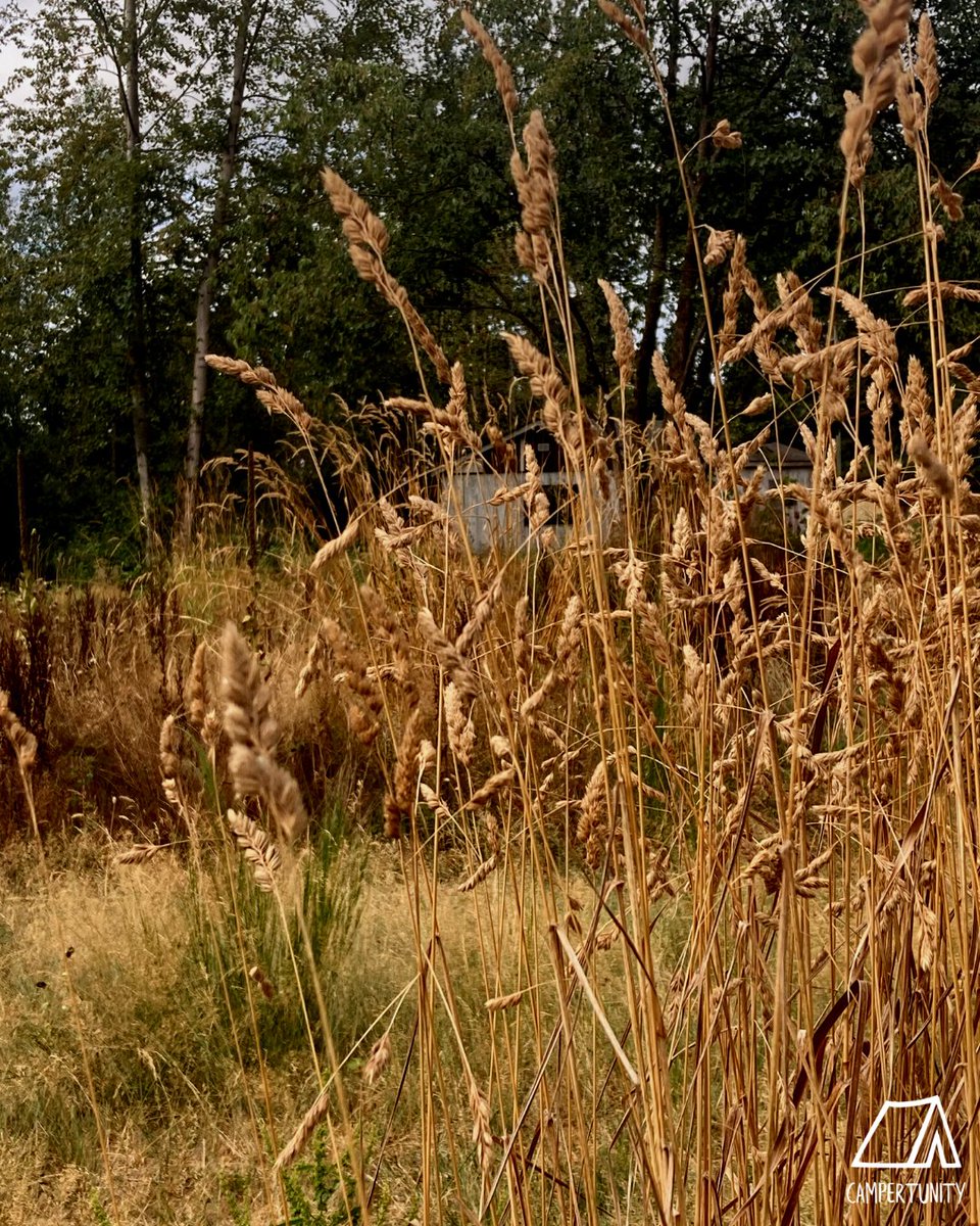 campertunity's tweet image. The only thing better than the fall foliage is having amazing sunny weather to highlight it all🤩🍂

Check out HerStory Farm📍
Book your perfect Sunny Fall Camping trip this weekend!!

Visit our website to book🔗
#campertunity #fallcamping