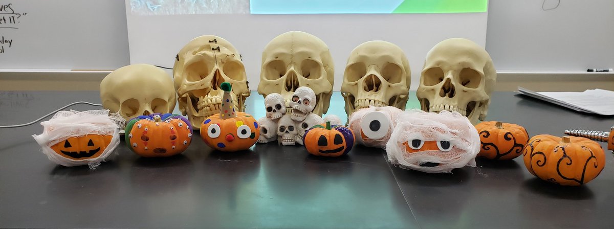 BioExplorations's tweet image. A "little" Pumpkin fun! #SCARCEPUMPKINSMASH