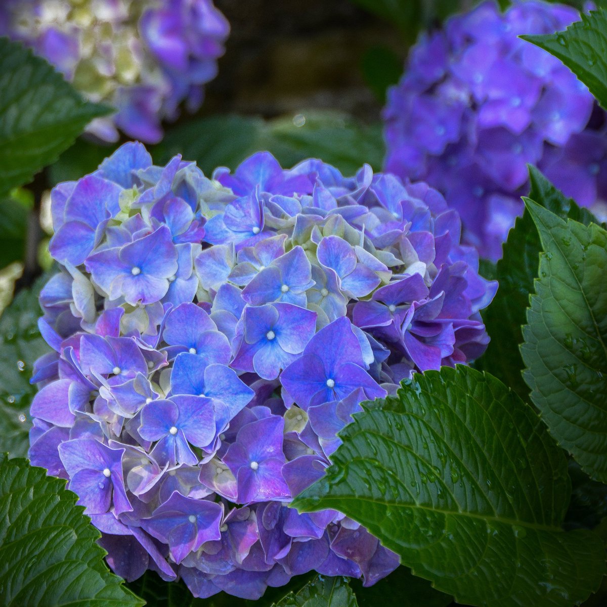ruben_corella's tweet photo. #felizjueves #juernes #13Oct #flowers #purple #purpleflowers #podermorado #purplepower #garden #jardin #gorgeus #omg #belleza #buenjueves #thursdayvibes #ThursdayMotivation #foto #pic https://t.co/klAq5tqVpY
