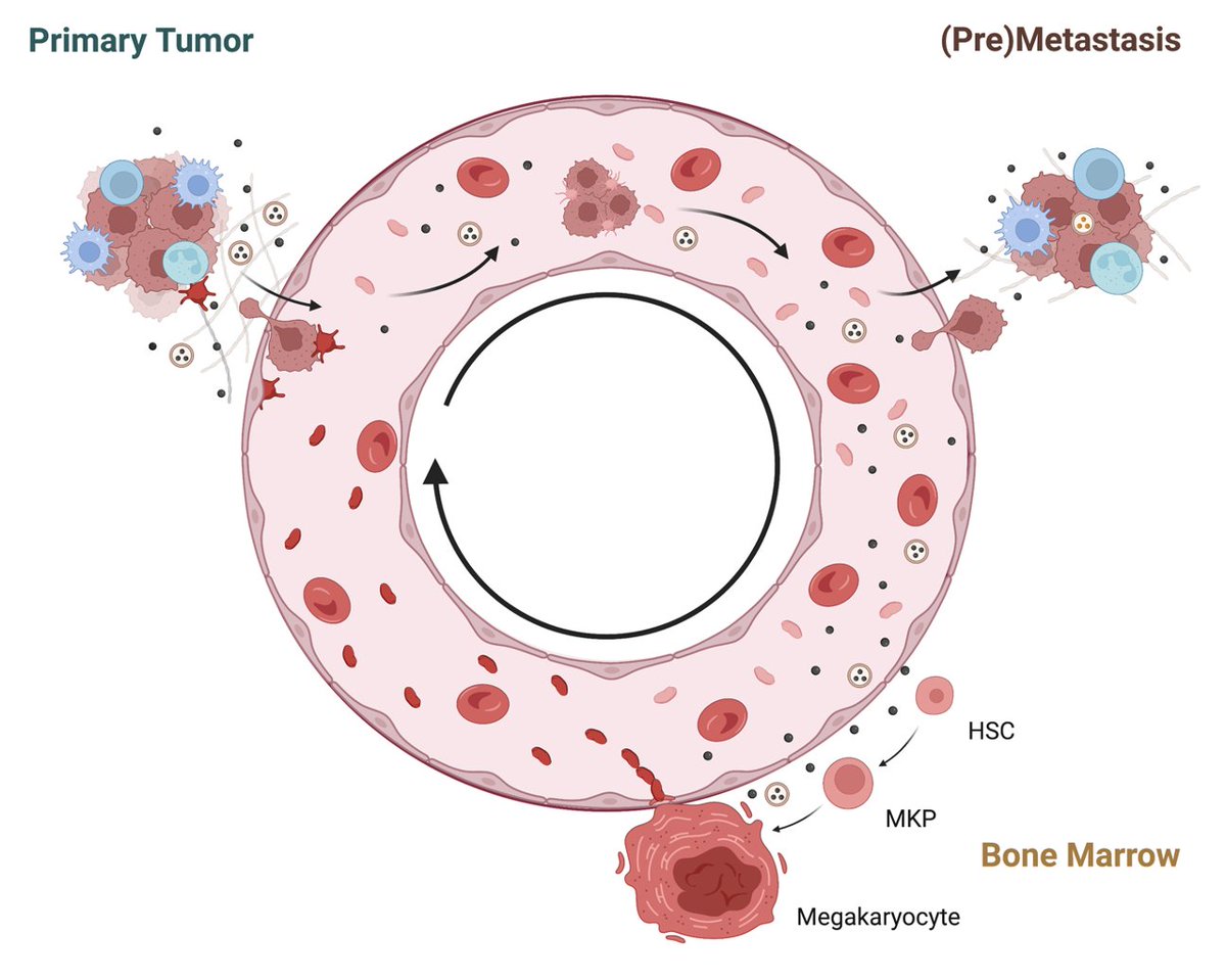 Harvey Roweth (@harveyroweth) on Twitter photo Happy to share our story on how megakaryocyte reprogramming in breast cancer produces platelets that promote metastasis. Thanks to all of our collaborators who saw this over the finish line! @SandraMcAllist4 <a href="/JosepItaliano/">Joseph Italiano</a> @BrighamHeme @isabellecarlota
science.org/doi/epdf/10.11… Happy to share our story on how megakaryocyte reprogramming in breast cancer produces platelets that promote metastasis. Thanks to all of our collaborators who saw this over the finish line! @SandraMcAllist4 <a href="/JosepItaliano/">Joseph Italiano</a> @BrighamHeme @isabellecarlota
science.org/doi/epdf/10.11…