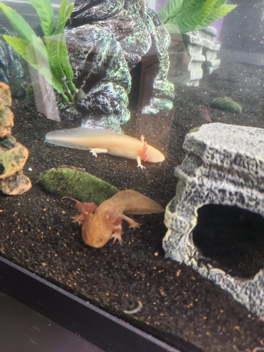 CFHS Aquatics tweet media