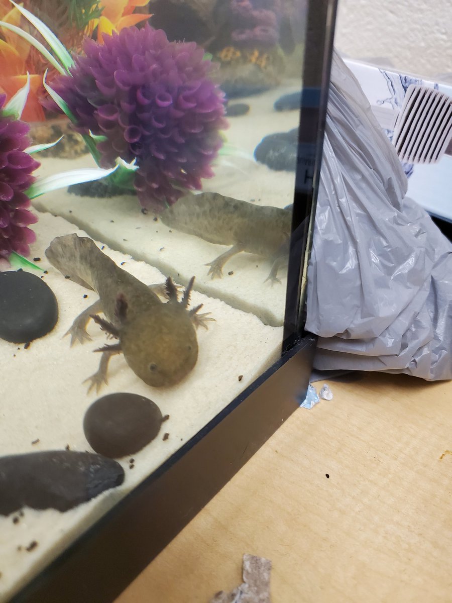 CFHS Aquatics tweet media