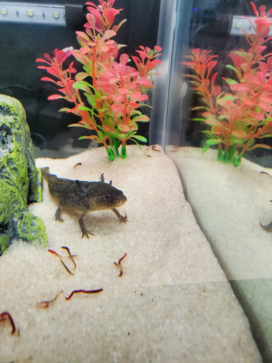 CFHS Aquatics (@cfhs_aquatics) on Twitter photo Axolotls everywhere!!
#aquaticscience #waterdog
<a href="/WeAreFu1shear/">Fulshear High School Recruiting</a> <a href="/Fulshear_HS/">Fulshear High School</a> <a href="/LCISDScience/">LCISD Science</a> <a href="/ChargerSchools/">Charger Nation</a> Axolotls everywhere!!
#aquaticscience #waterdog
<a href="/WeAreFu1shear/">Fulshear High School Recruiting</a> <a href="/Fulshear_HS/">Fulshear High School</a> <a href="/LCISDScience/">LCISD Science</a> <a href="/ChargerSchools/">Charger Nation</a>