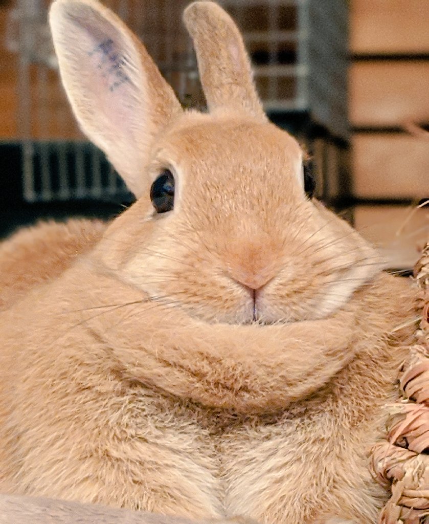 F3K58ED8VLWdMSC's tweet image. さむいね🍂
もふもふようびだよ🍊