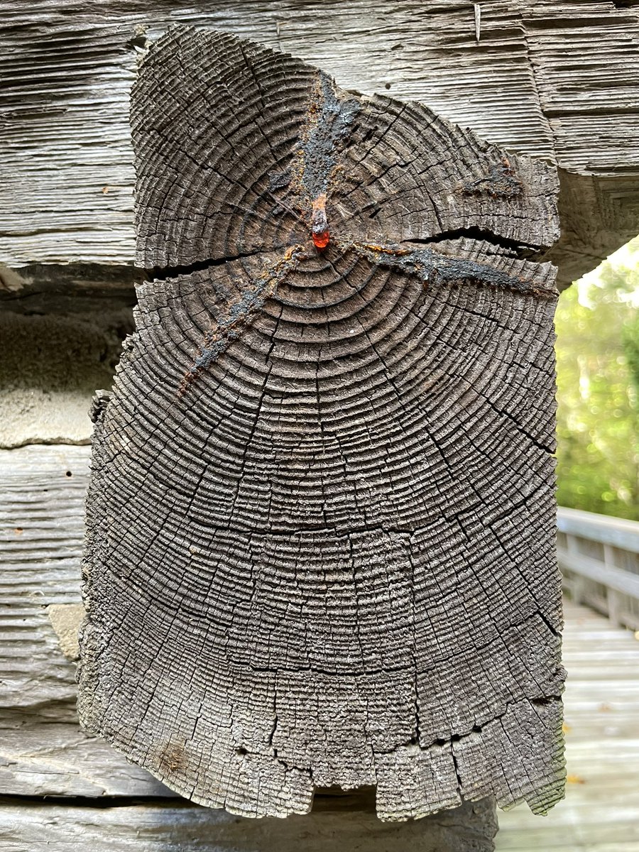 MRochner86's tweet photo. Scenes from a quick fall break trip to Rutherfordton North Carolina to sample multiple historic structures built from #Shortleaf and #WhiteOak feat. as always a #TreeRingDreamTeam of @UofLGeo @UofLSustainable undergraduates. #Dendroarchaeology #TreeRings https://t.co/UAP4IqsBkd