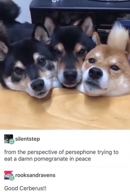 WholesomeMemes tweet media