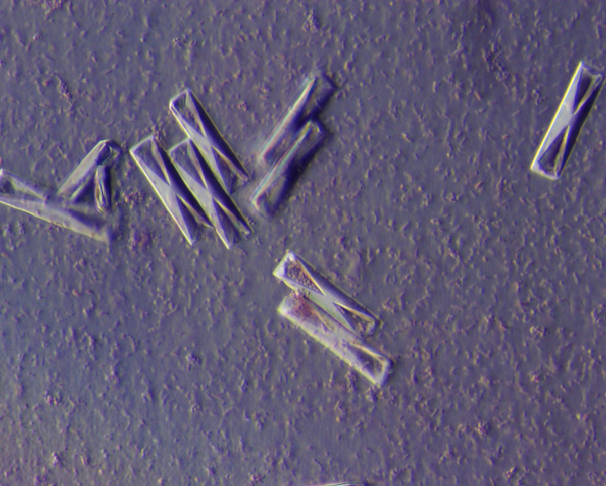 Juan Carlos Q Velez on Twitter "Xshaped struvite crystals surrounded