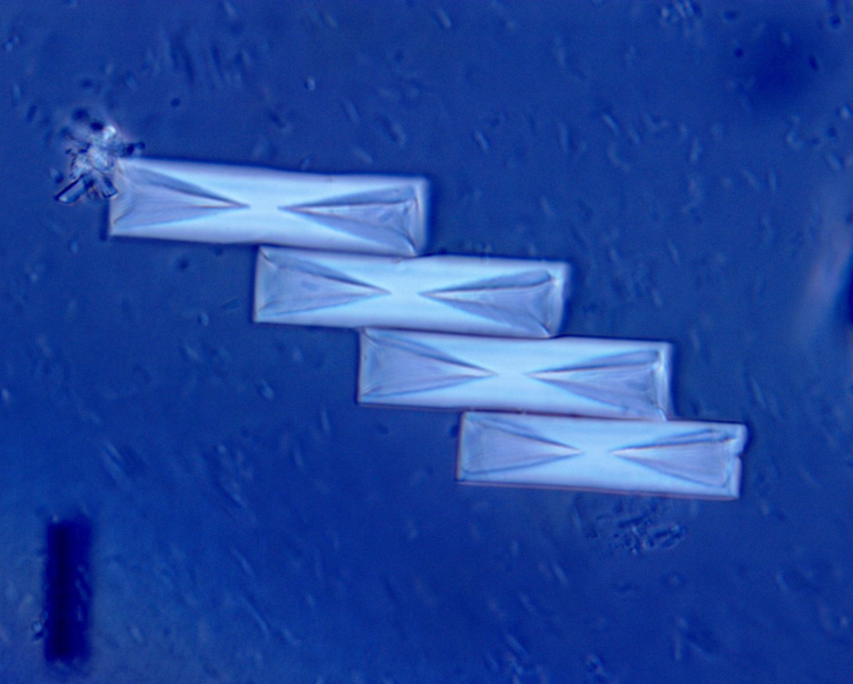 Juan Carlos Q Velez on Twitter "Xshaped struvite crystals surrounded