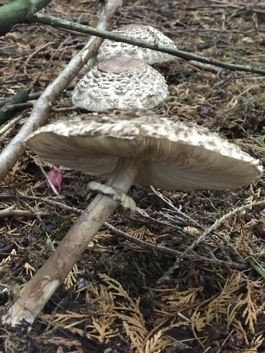 view landscaping tweet media