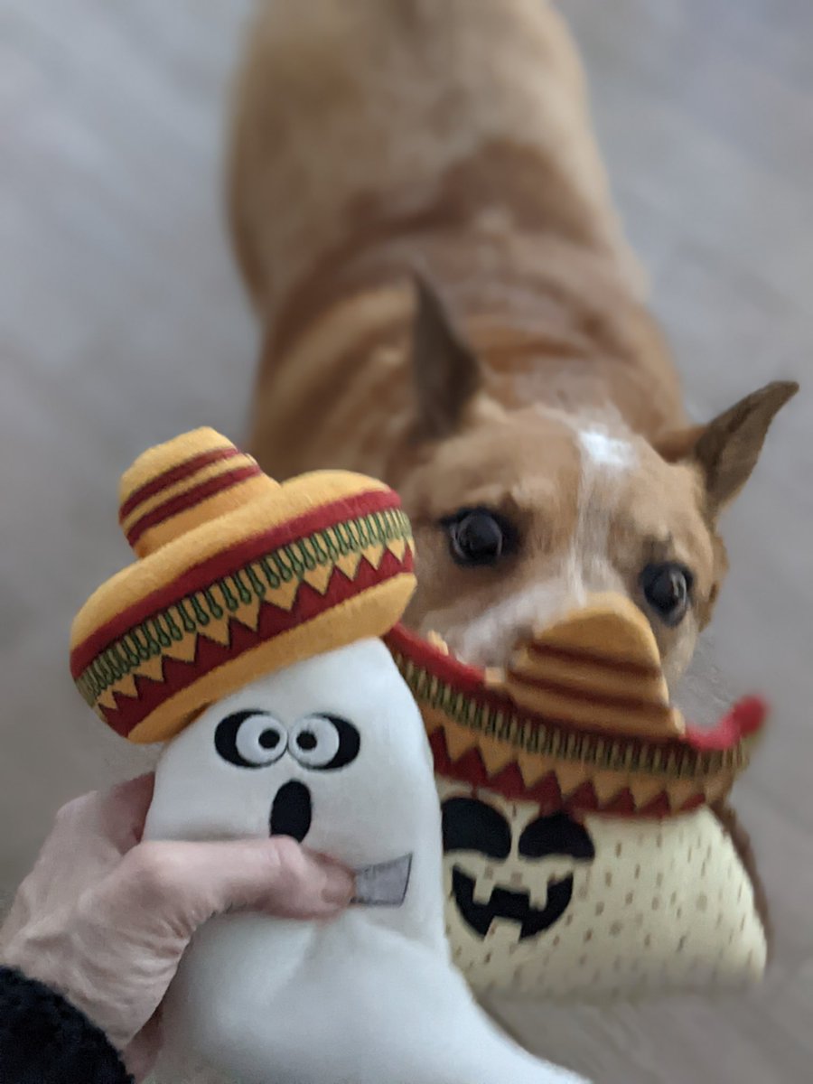 Mikal Joplin 💙 tweet media