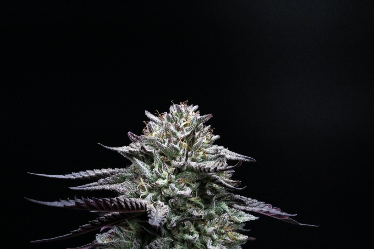 Our classic Ice Cream Cake freshly harvested from our outdoor facility! That #oregon sun grown hits different!